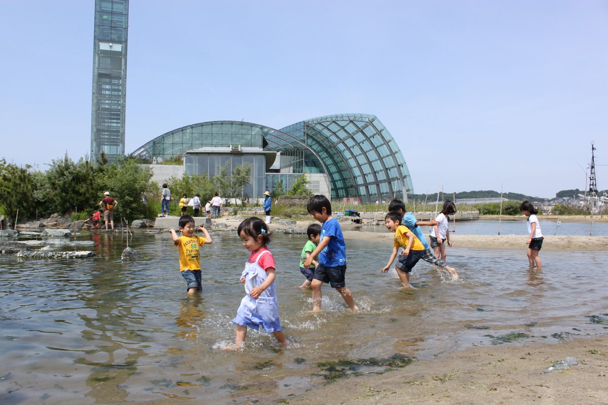 海辺の自然を再現した屋外エリア「蛇の目ビーチ」が来週27日海開き！ 水に入って生き物を観察することができます。 #海開き #蛇の目ビーチ #イトマキヒトデ #アメフラシ #GW #アクアマリンふくしま