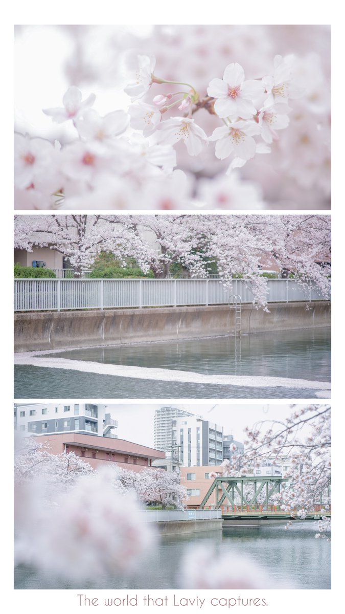 散りゆく桜と花筏 𓏸𓈒𓇬𓂂

#oldlens