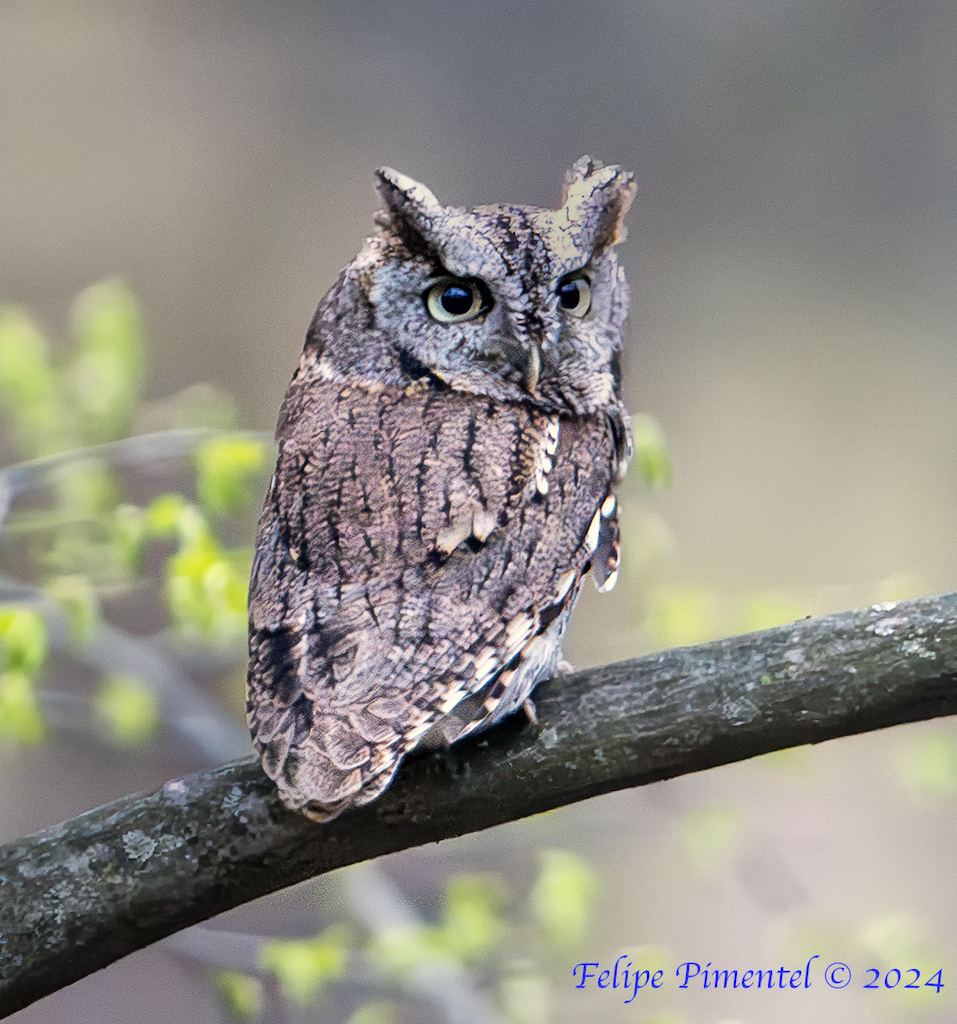 Eastern Screech Owl (Megascops asio), Seen in NJ. #wildlifephotography #birdphotography #birdwatching #BirdsSeenIn2024 #TwitterNatureCommunity #wildlife #BirdTwittern #owls