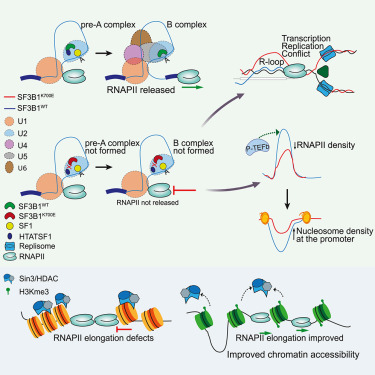 Transcription elongation defects link oncogenic SF3B1 mutations to targetable alterations in chromatin landscape dlvr.it/T5lQZh