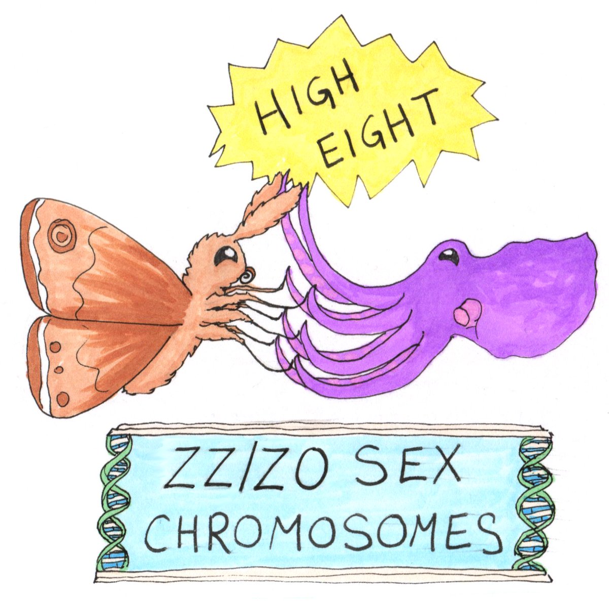 Saw an awesome talk at #cephneuro by the author of this paper about cephalopod sex chromosomes: biorxiv.org/content/10.110…
It's so neat that octopuses and moths have the same type of sex determination: two Z chromosomes makes male, one Z (plus zero anything else) makes female