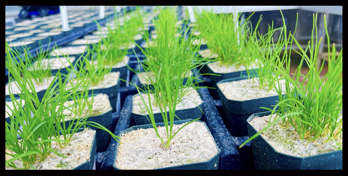 🌱Remember when it used to be
💯 Control ⁉️

We were so young‼️👀👀👀🤣

🚜💦🌱💀