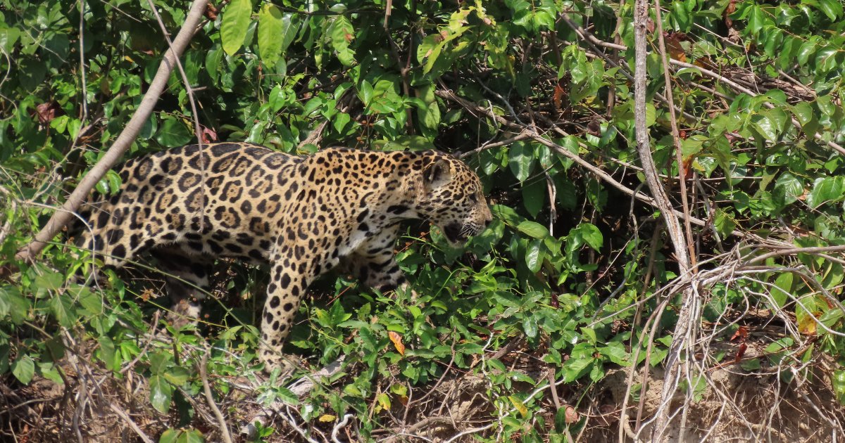 The Mexican government is building a railway expansion project straight through a crucial wildlife corridor for imperiled jaguars, ocelots and black bears without doing any environmental impact studies. Take action ➡️ biodiv.us/3UmSBx1