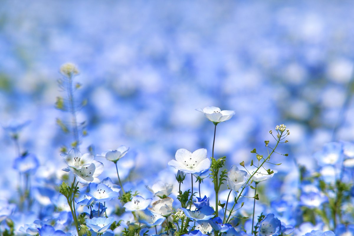 舎人公園の青と白のネモフィラ

 #舎人公園
 #ネモフィラ 
 #青と白