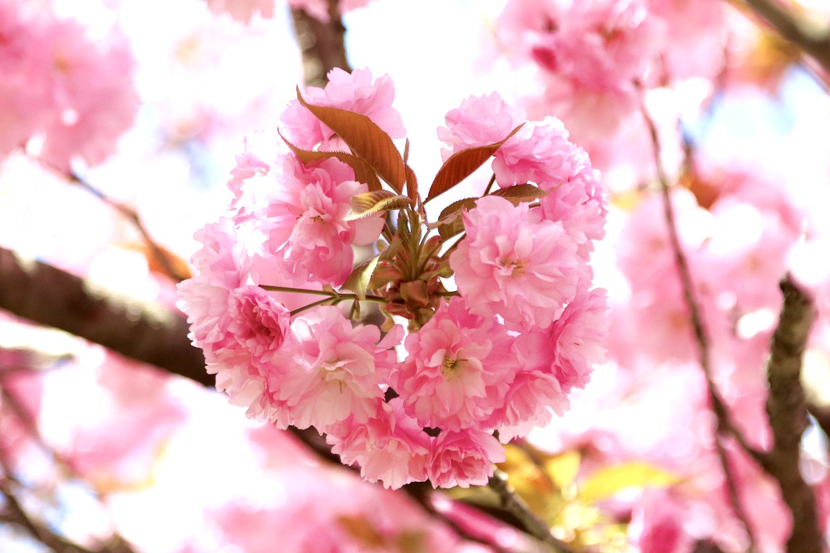 八重桜🌸風が強かったけど撮れた📸😄
#八重桜 #那須塩原市