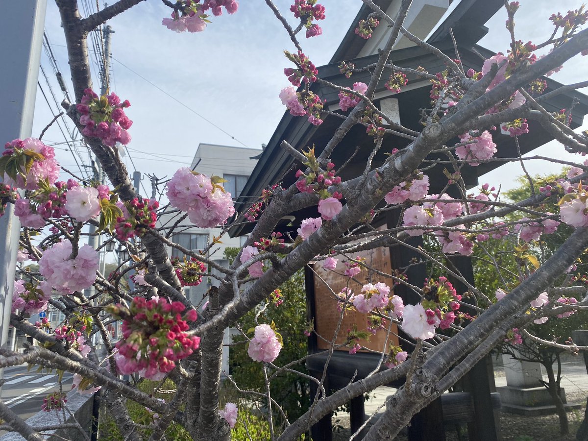 【これから朝拝】 
おはようございます😃 
晴れ☀️
12℃
⛩は通常対応

牡丹桜が咲き始まりました。
八雲神社には小さな木があるだけですが
とても心強い一本です。

健やかに🙏