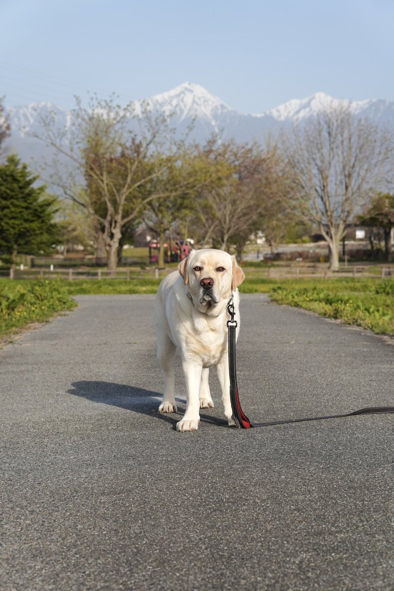 きょうは公園からのたんぼんぽ。

#ラブラドールレトリバー
#犬のいる暮らし
#大型犬
#信州
#安曇野
#常念岳
#labradorretriever
#sonyzve10
#sigma56mmf14