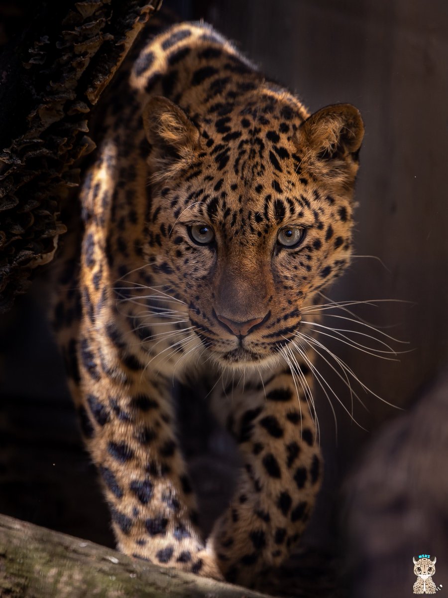 おはようございます😊
#カラン #アムールヒョウ
#群馬サファリパーク
📷24.04.14