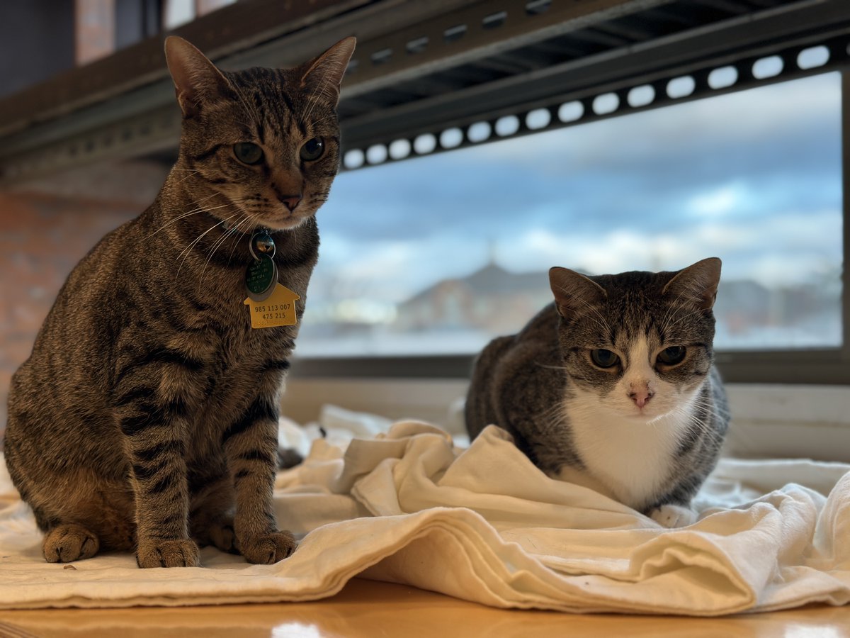 One-year-old Rabbit (#NCI3359) and Jackalope (#NCI3365) are prepared to win the race to your heart. New situations can be scary for these bonded brothers. A cat-experienced home with older children would be best for them. #GetYourRescueOn #Adopt #BiancasFurryFriends