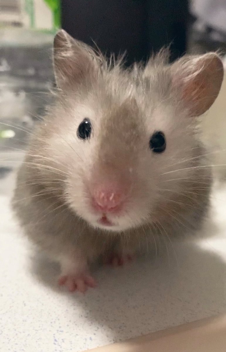 Toro_Poro_Chiro's tweet photo. ポッちゃん🐹
今朝方、亡くなりました
1週間近くポッちゃんのケージ前で寝て見守ってたけど、最期は家族が寝ている間に逝きました😢
病気が発覚してから約2ヶ月半、お薬も頑張って飲んでくれました！
最期まで頑張り屋さんだったポッちゃん🐹大切な家族❣️🥰たくさんの幸せをありがとう❣️大好きだよ♥️♥️ https://t.co/63oAFDbl3B