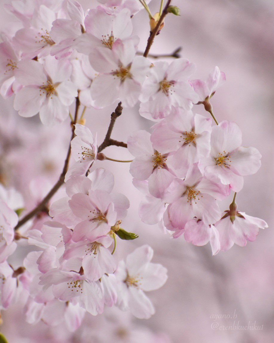 桜

#cherryblossoms