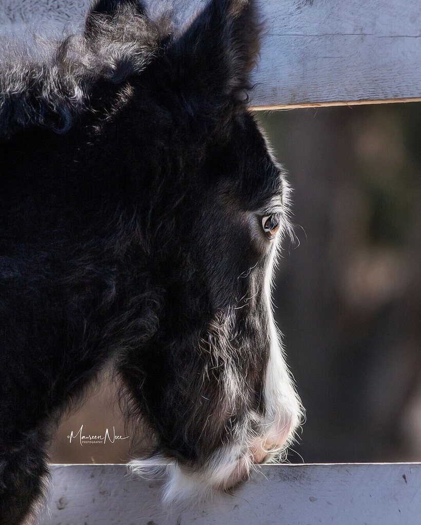 Happy Foal Friday!! 😍 Photo by @maureennocephotography Share your #foalfriday pics with us! • 'We are meant to see the world like little ones do… Unhindered by fear, propelled by curiosity, and always seeking new discoveries. If you’ll allow yoursel… instagr.am/p/C59fPNCNxv6/