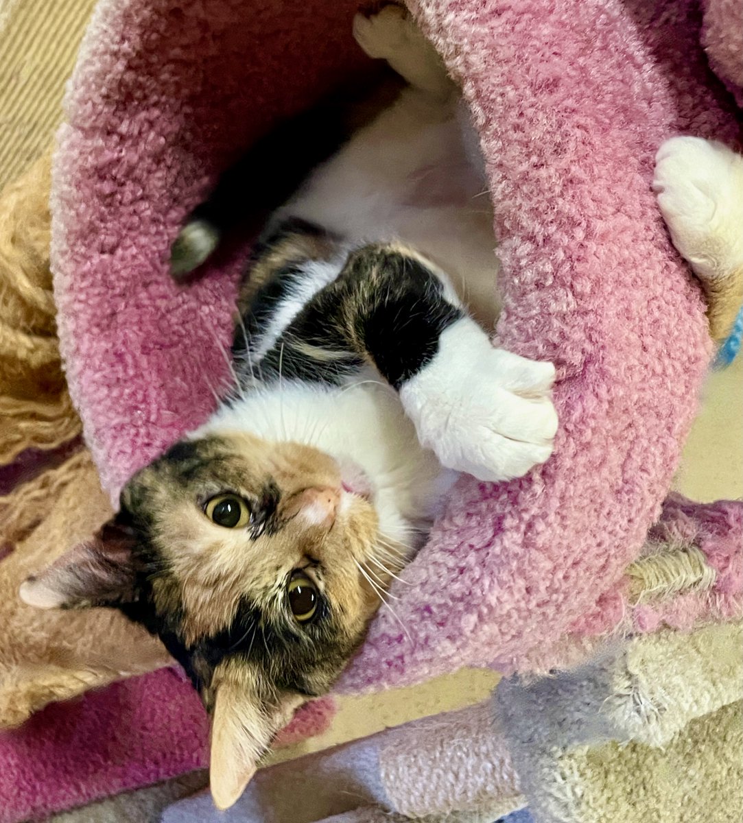 Margo is 3 but there are days her #kitten comes out! Then she loves to roll around in the cat tree & invite us to play! This beauty is ready for a home! #va #dc #noVA #virginia #caturday #washingtondc #maryland #cats #pets #SaturdayVibes #Saturday #CatsOfTwitter #GoodVibes #cute