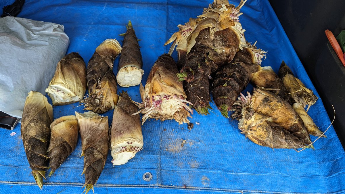 今年はなかなか良き子たち居ました🤤のでお裾分け🤗