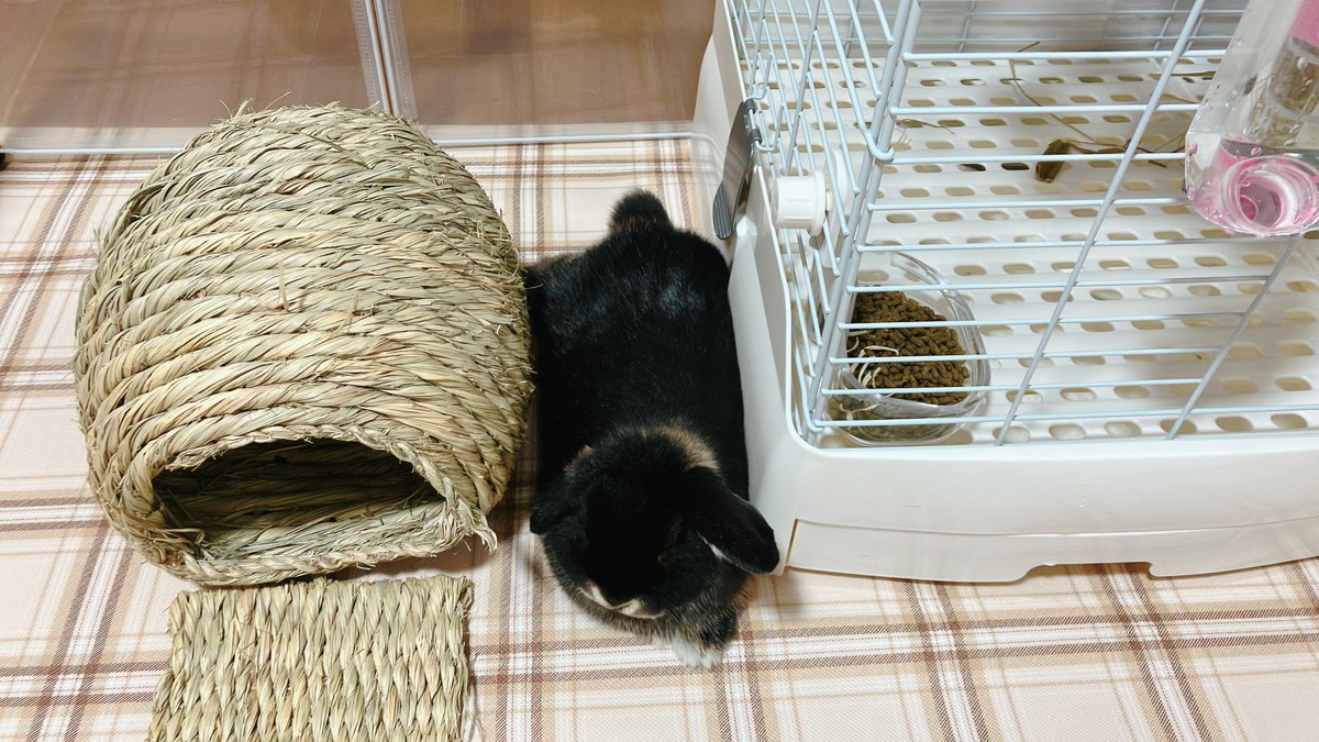 隙間に挟まっているつもりのもふもふ

#うさぎ