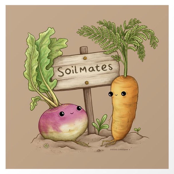 They make an adorable couple! #Soulmates #soilmates #illustration by @SophieMCorrigan. It’s here bit.ly/soilroots #society6