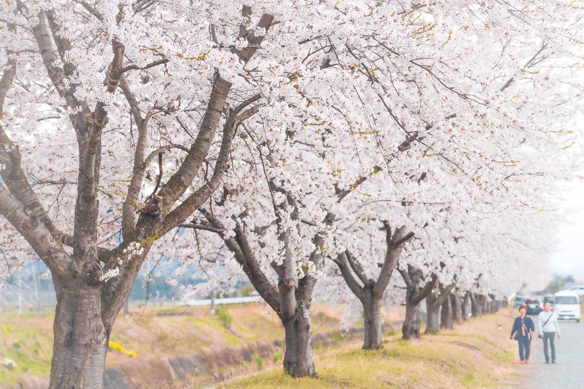 tagamix's tweet photo. #岩手
#桜
#sakura
#Cherryblossoms https://t.co/IrcLkAJR09