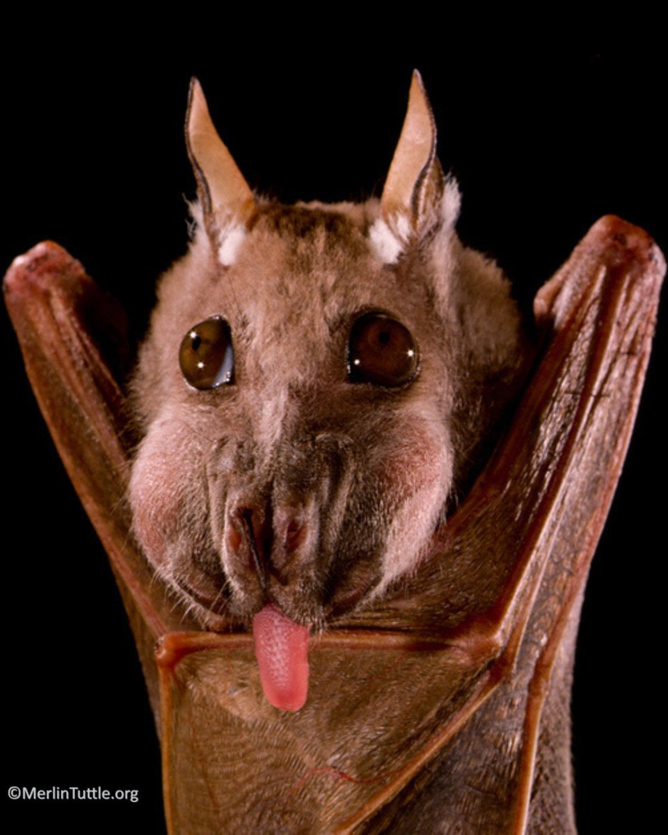 Happy Fruit Bat Friday! 😜🤣🤎🦇 📸: @merlinsbats A minor epauletted fruit bat (Epomophorus labiatus minor) with its cheek pouches full of fruit in Kenya.