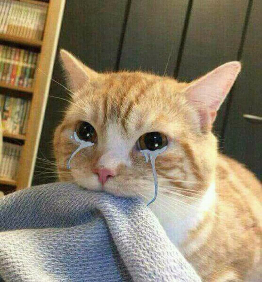 moonbinmochi's tweet photo. @carrotsweater STOPPPXKMDMDMMDKX TIAAAA 😭😭😭😭 https://t.co/6OMM8gcowe