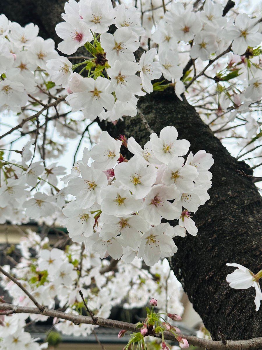 今日も笑顔で幸せな日.·🌸⡱⁺⊹˚.⋆