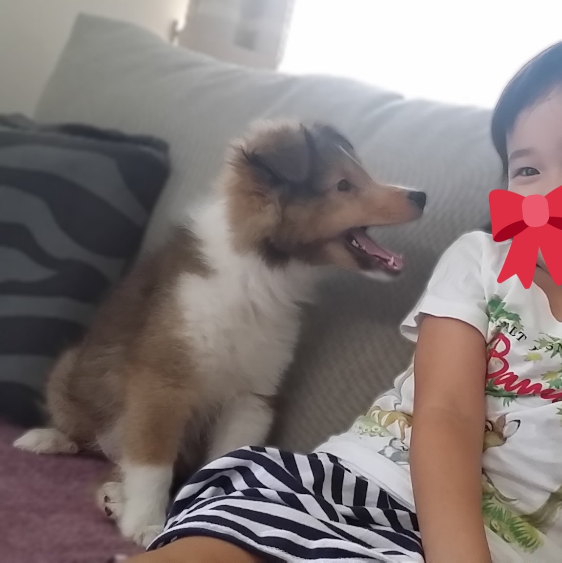 #シェルティ春のパピー祭り