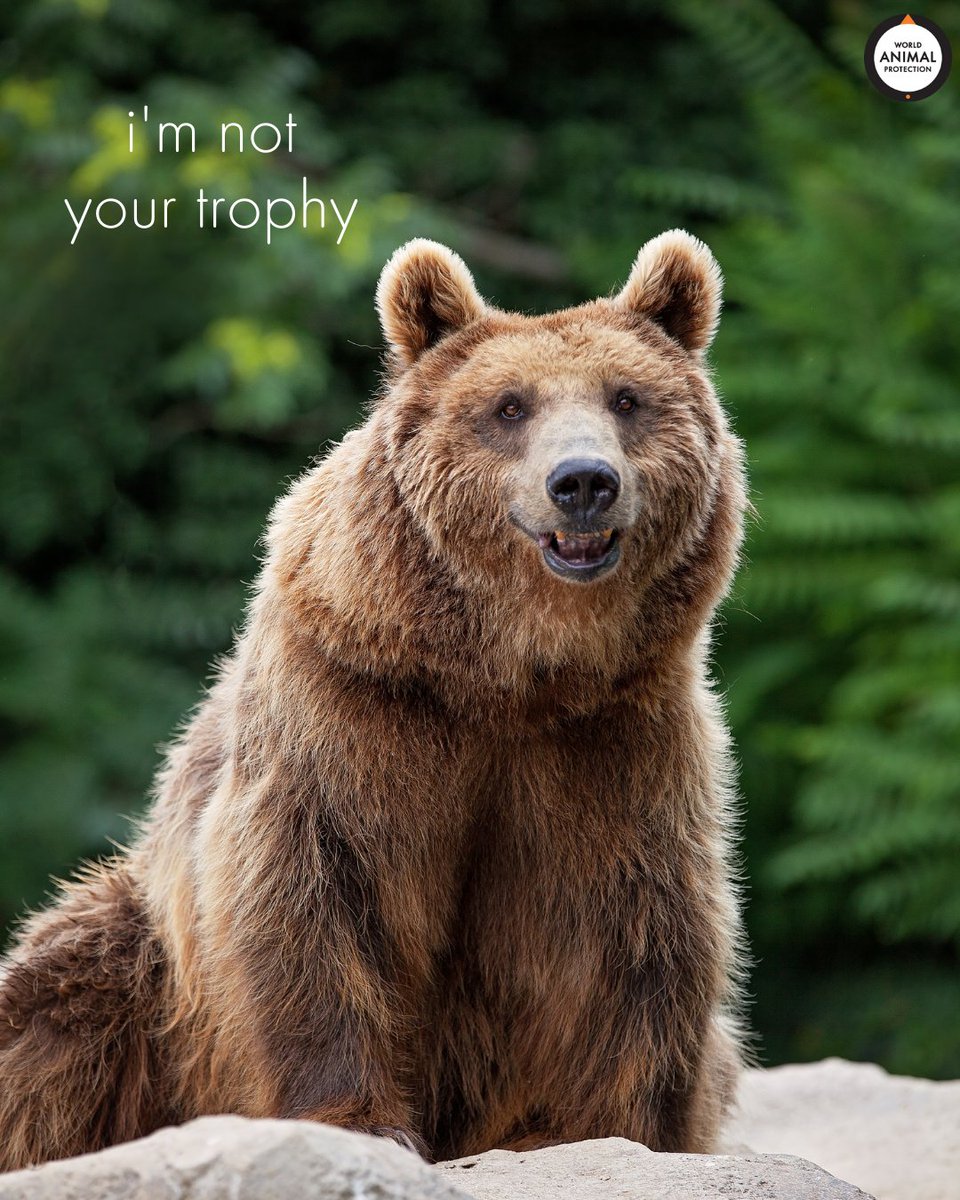 Bears are NOT trophies. #BanTrophyHunting