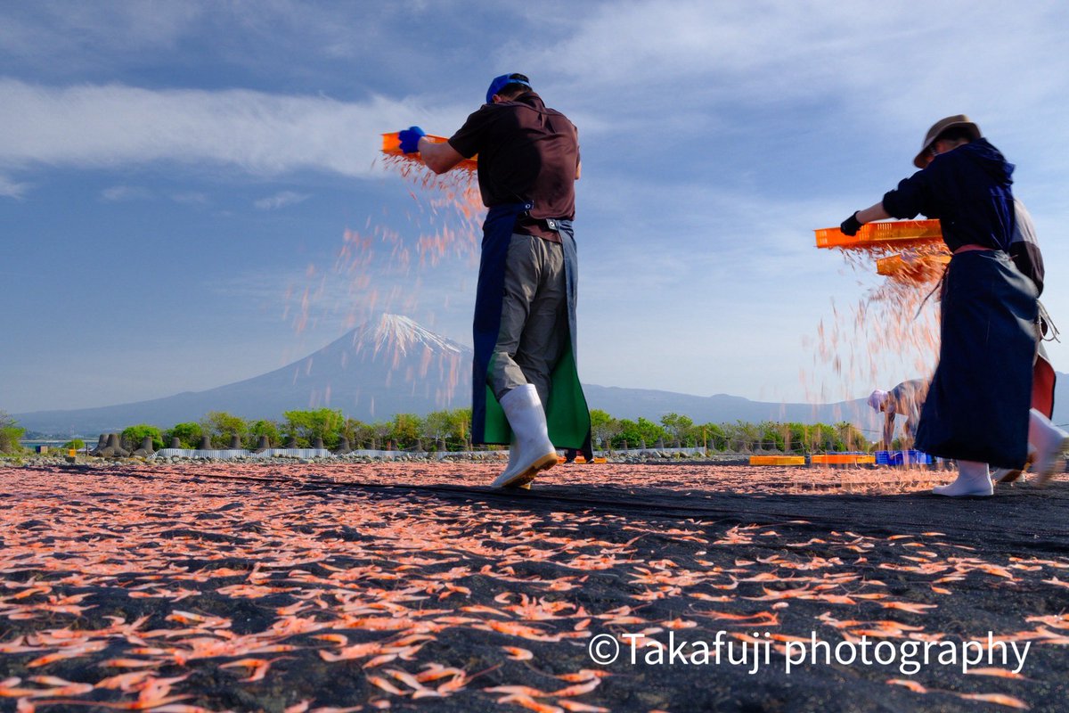 桜えびの天日干し　このシーンを撮りたいと思い続けて苦節10年でようやく撮れました☺️  
撮影許可をいただき撮影しております😊
#富士山
#桜えび
#fujifilm_xseries 
#fujifilmjp_x 
#gfx 
#velvia