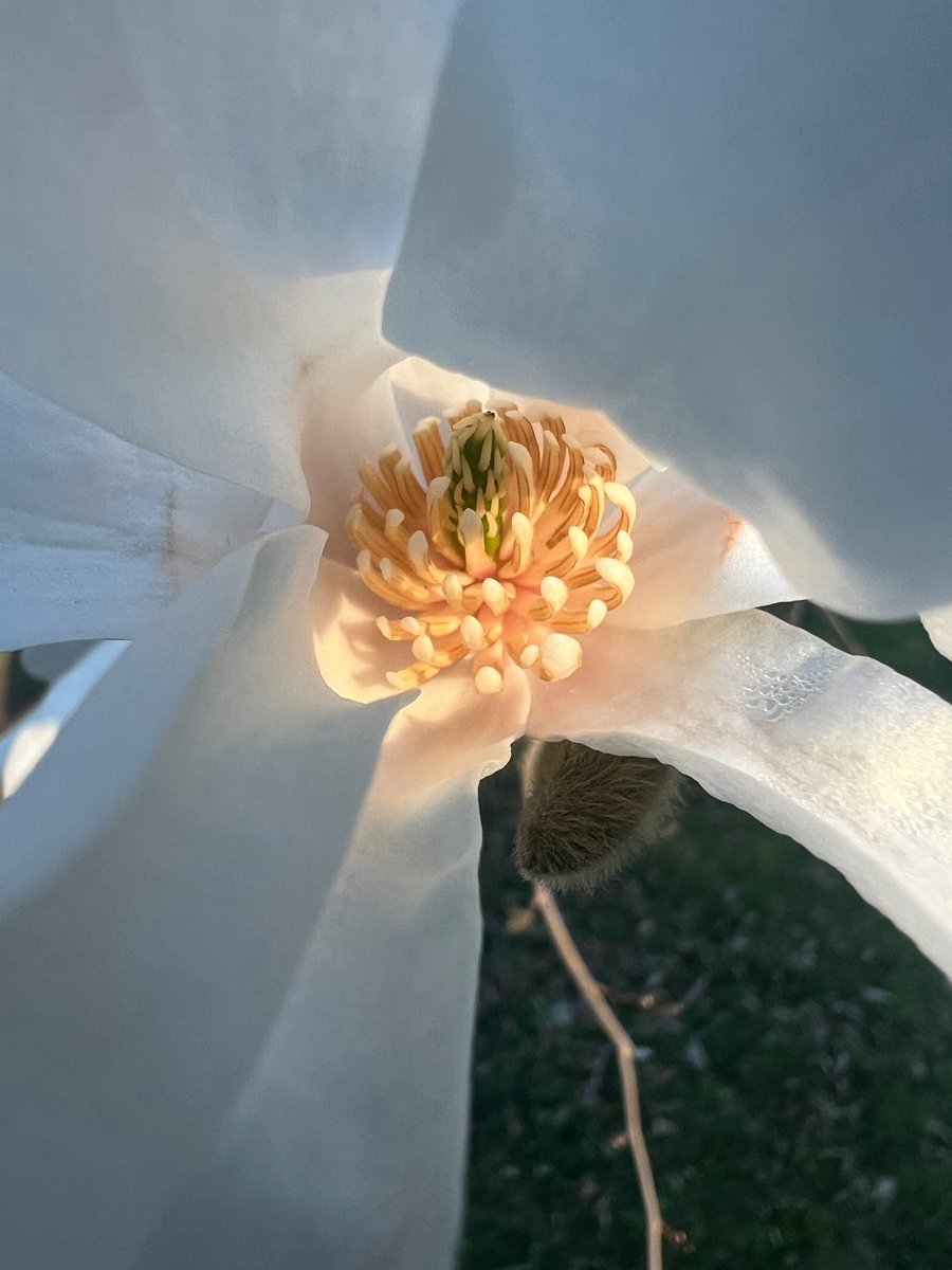 Magnolias 🩷