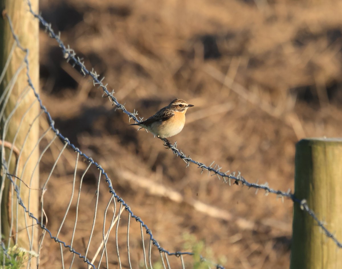 Lovely Whinchat this evening, Burton Marsh @RSPB_BurtonMere