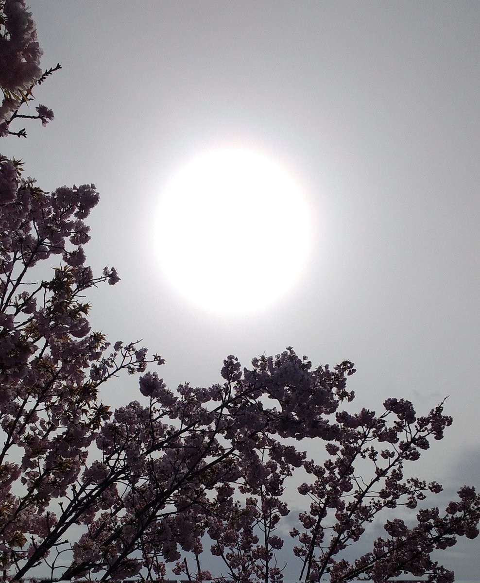 mweagu's tweet photo. 風が強い朝です
おはようございます☀
八重桜に癒やされ♥
GWまでラストスパート
お仕事頑張ってきます😉
📻ラジオ聴きた〜い https://t.co/SWd43K4j3X
