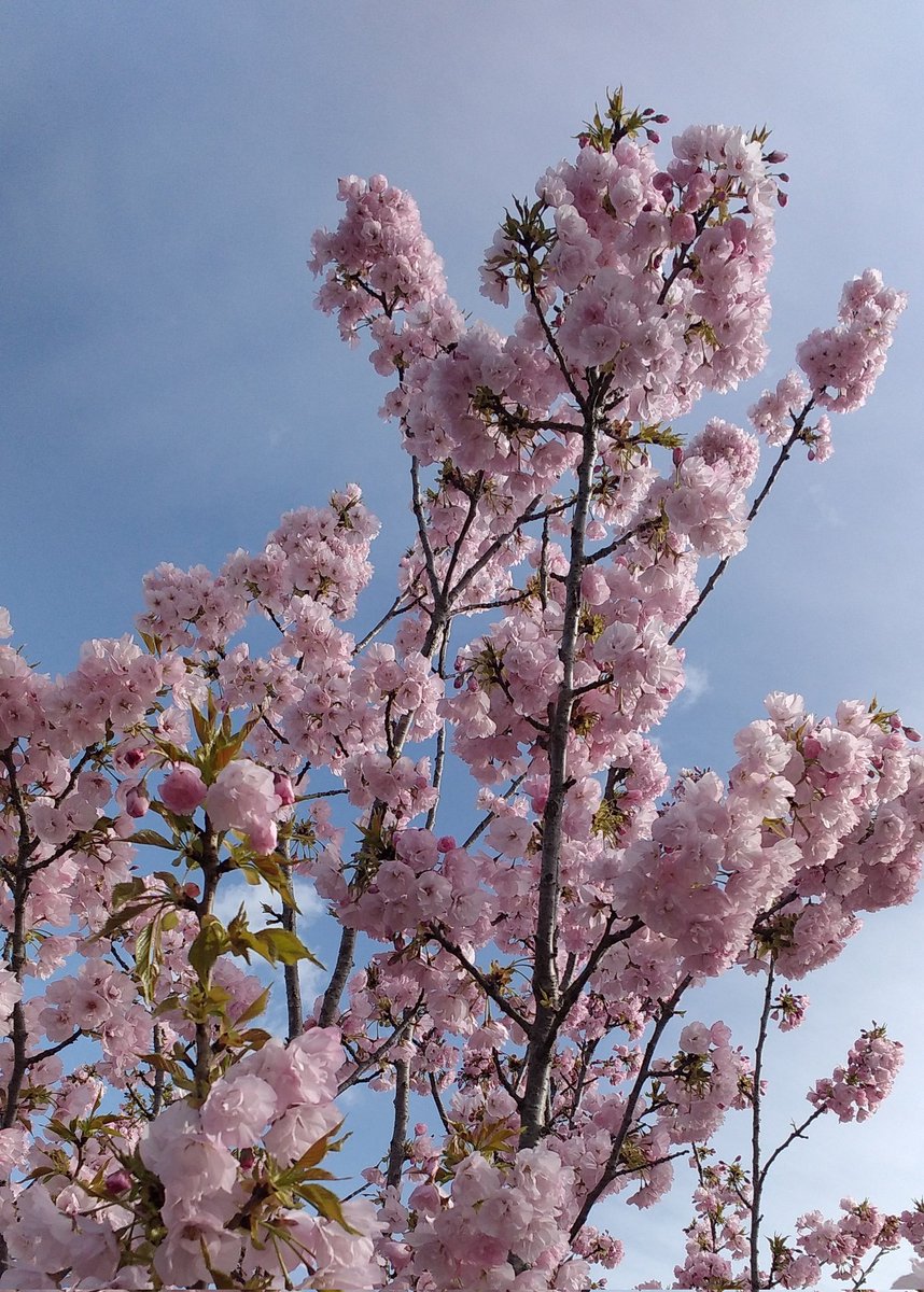 mweagu's tweet photo. 風が強い朝です
おはようございます☀
八重桜に癒やされ♥
GWまでラストスパート
お仕事頑張ってきます😉
📻ラジオ聴きた〜い https://t.co/SWd43K4j3X