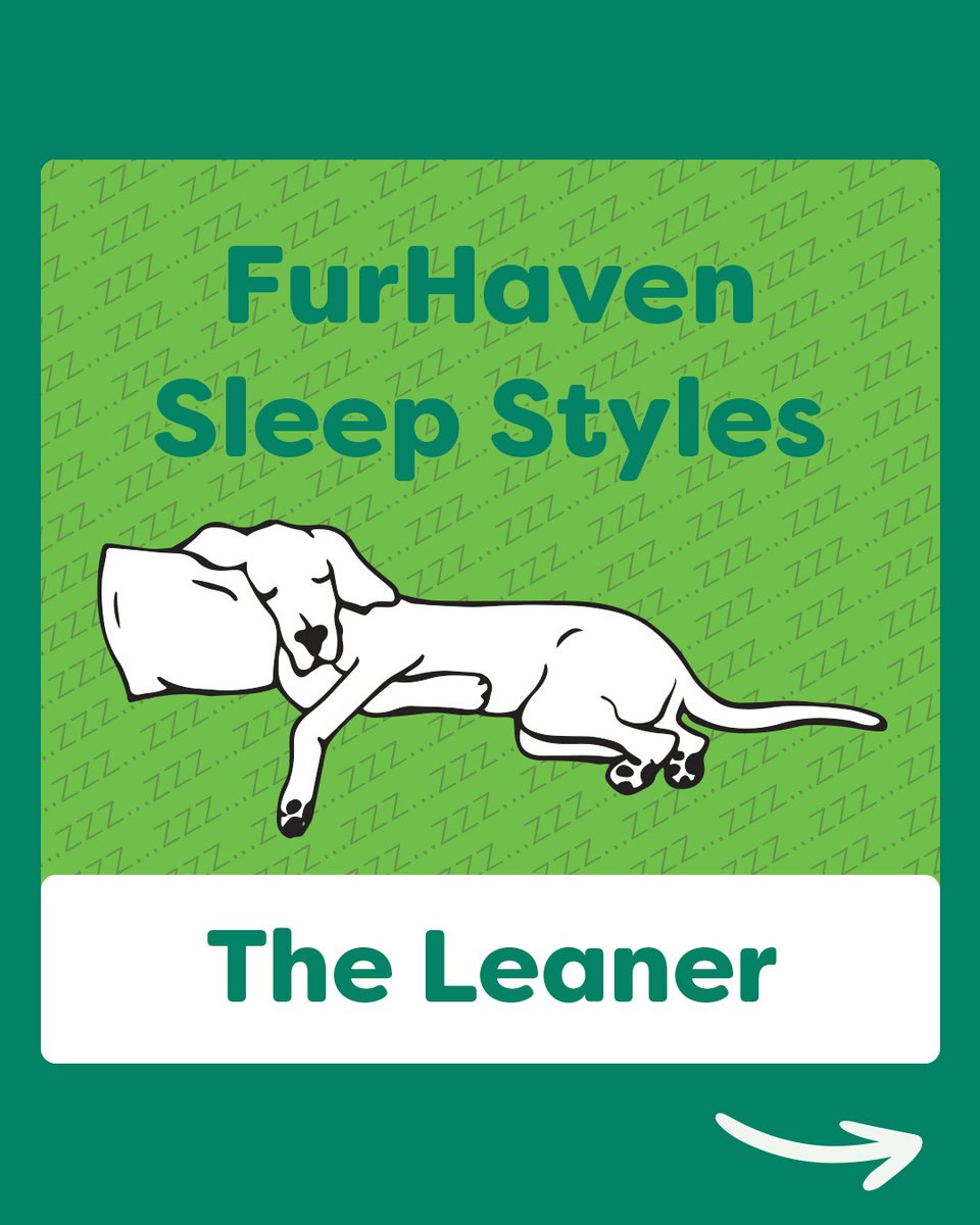 furhavenpet's tweet photo. Is your pet a #Leaner? Learn all about what that is below, or at the link in our bio!

#FurHaven #PetBed #SleepStyles https://t.co/xgc1jDRzyq