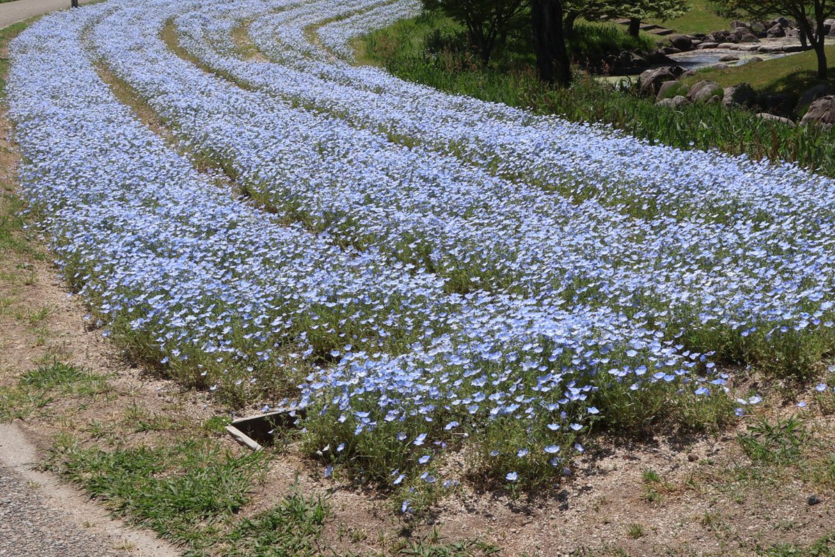 昨日のお昼、国営讃岐まんのう公園で撮影した青い「#ネモフィラ」の大群です😆
　ちなみに、この写真は一眼レフの「Canon EOS R50」にて撮影をしております‼️

#国営讃岐まんのう公園
#まんのう公園
#4月 #スポット
#カメラ好きと繋がりたい
#香川県まんのう町
