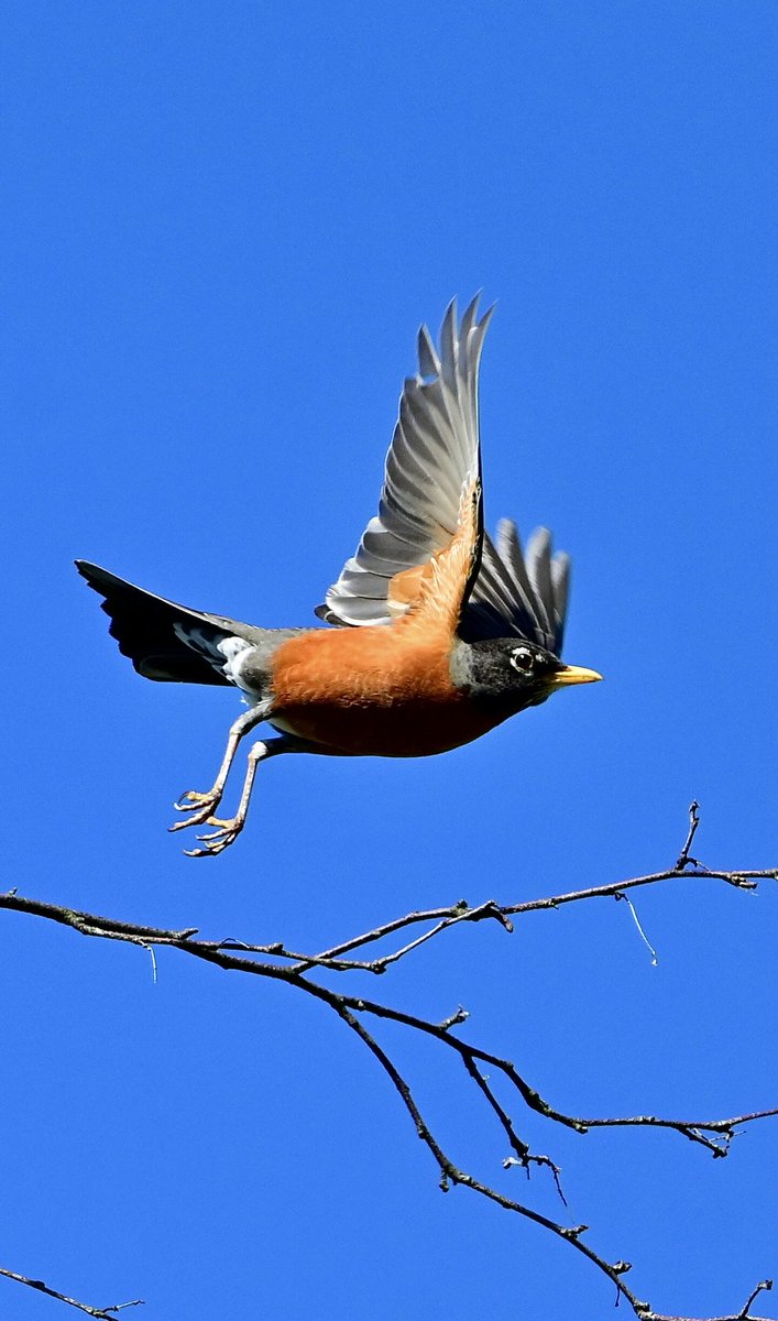 Here is an American Robin on #FlyDay 😎
#TwitterNatureCommunity
#TwitterNaturePhotography
#birdphotography #BirdsOfTwitter #wildlifephotography #NaturePhotography
#backyardbirding