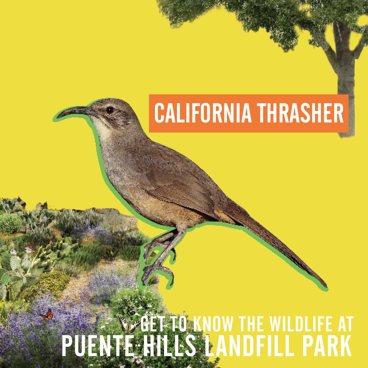 Did you know? California Thrashers are masters of mimicry; they can replicate the sounds of other birds, animals, and even some mechanical noises! Keep your eyes peeled for a chance to see them at the future Puente Hills Landfill Park! 
#PHLP #LACountyParks #WeAllNeedParks