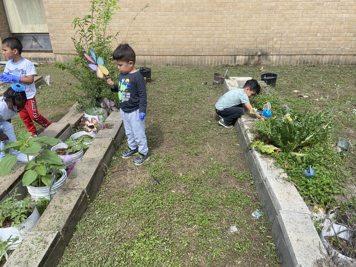 melsaucecas's tweet photo. Gardening and learning about plants. @KateBellES @kmtluke04 @GrowNGlowImo @FastForwardMat1 @MsCastillo10 https://t.co/i65eVRBOSM