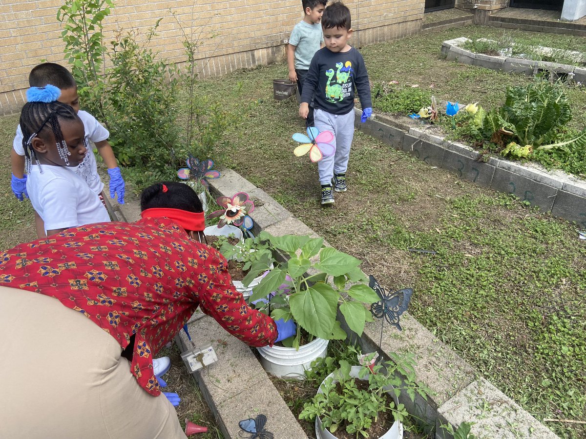 melsaucecas's tweet photo. Gardening and learning about plants. @KateBellES @kmtluke04 @GrowNGlowImo @FastForwardMat1 @MsCastillo10 https://t.co/i65eVRBOSM