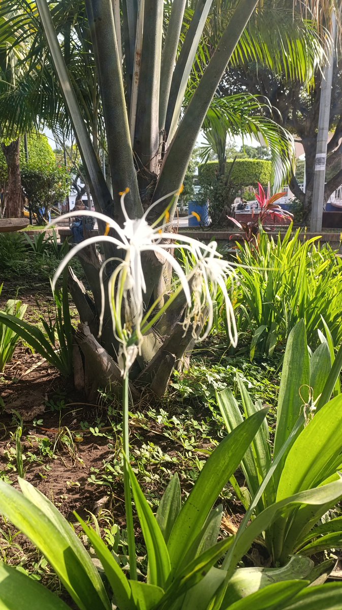 La Paz loco, ohee mae La Paz , 
#SomosPLOMO19