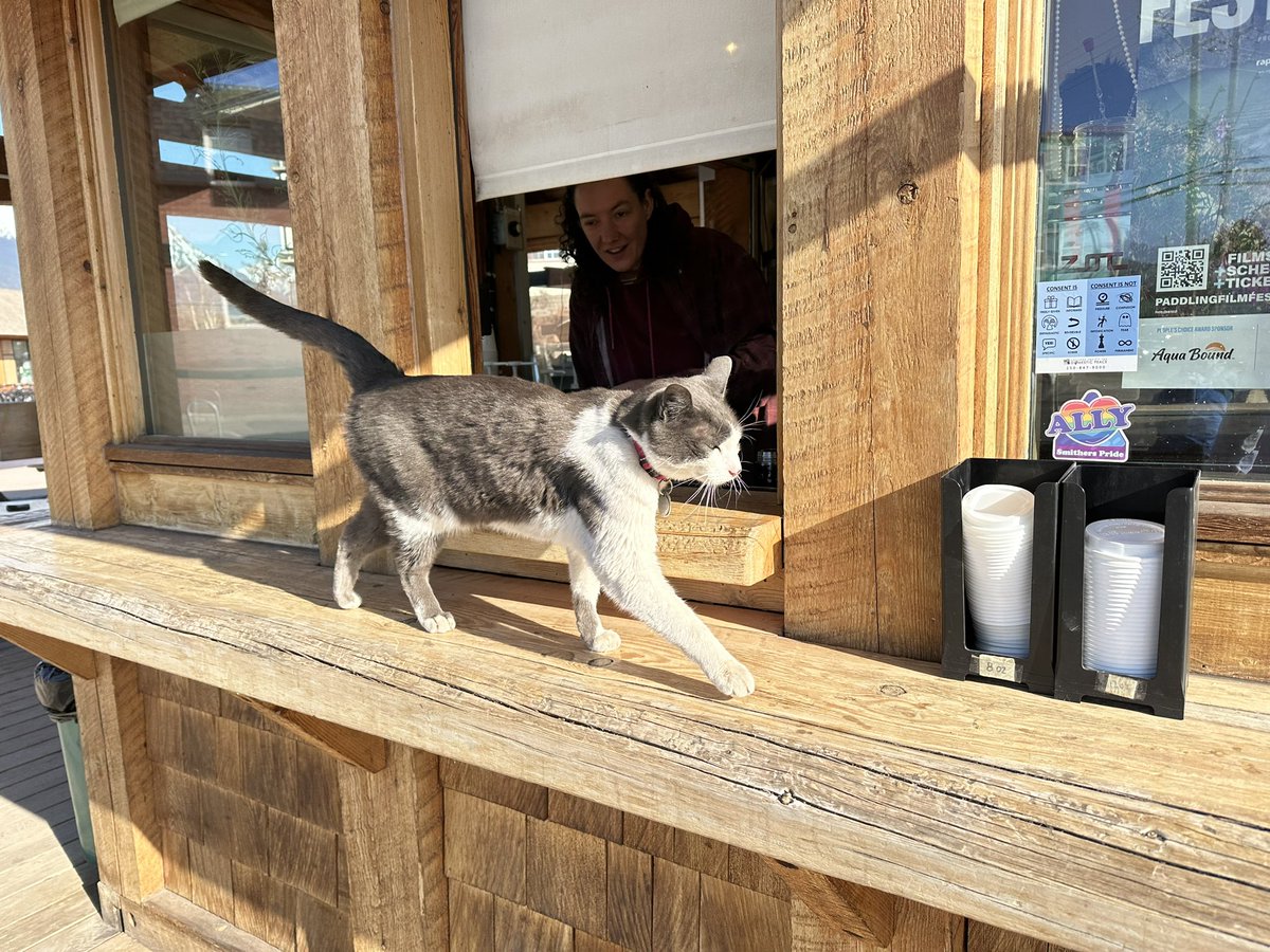 Morning coffee at Bugwood Bean and we have our Main St cat, Percy, checking out my coffee. #bcpoli