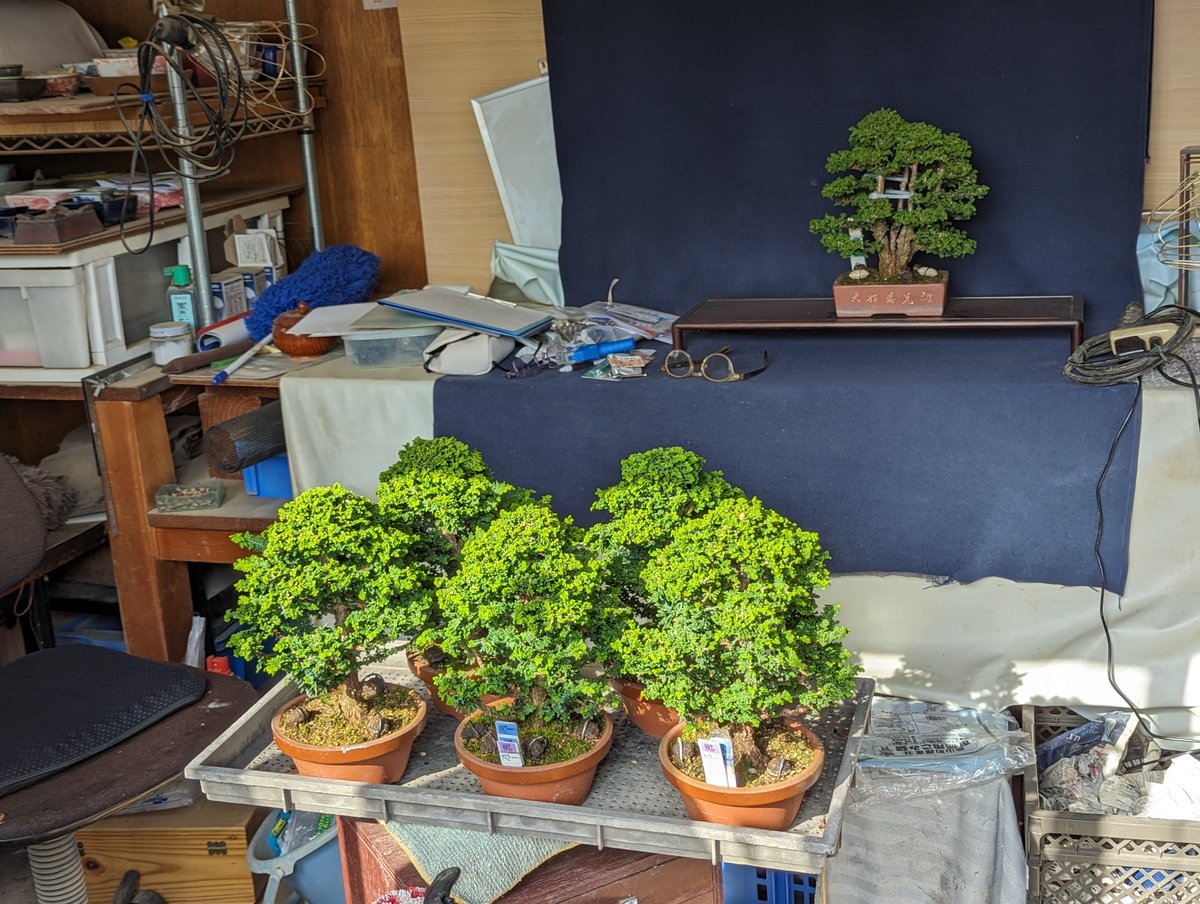 Koide_Bonsai tweet picture