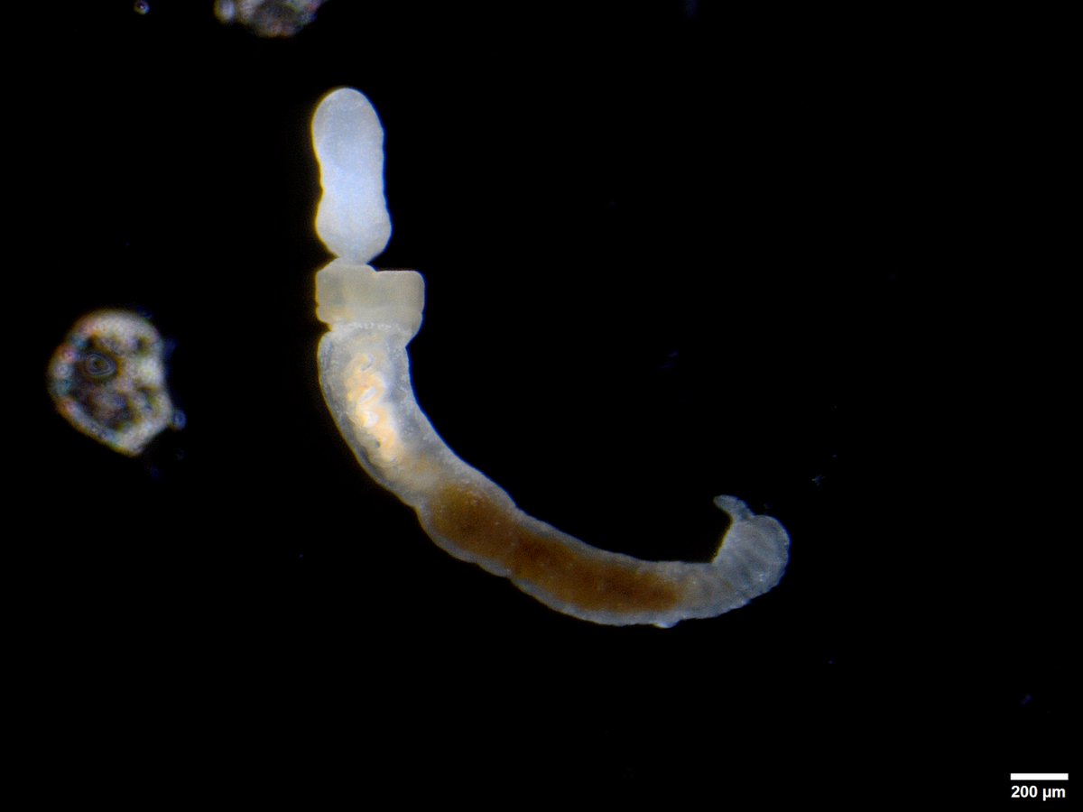 Was going through my #hemichordate pics. Here's a adorable (and actually intact!) little acorn worm from off the Florida Keys. #Hemichordata #Enteropneusta #WormWednesday