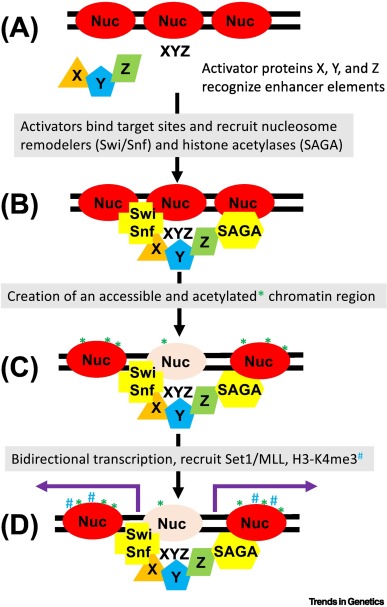 Non-canonical functions of enhancers: regulation of RNA polymerase III transcription, DNA replication, and V(D)J recombination dlvr.it/T5lTV5