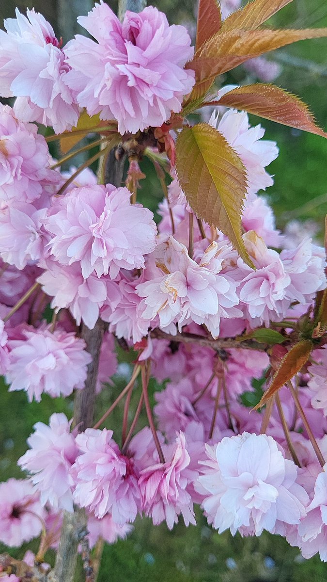 Cherry blossom trees are in bloom symbolises both life & death, beauty&violence. Signifies spring, promises new life, blooming of cherry blossoms bring a sense of vitality & vibrancy... their short lifespan is a reminder that life is fleeting. #gratitude #mindfulness #Reflections