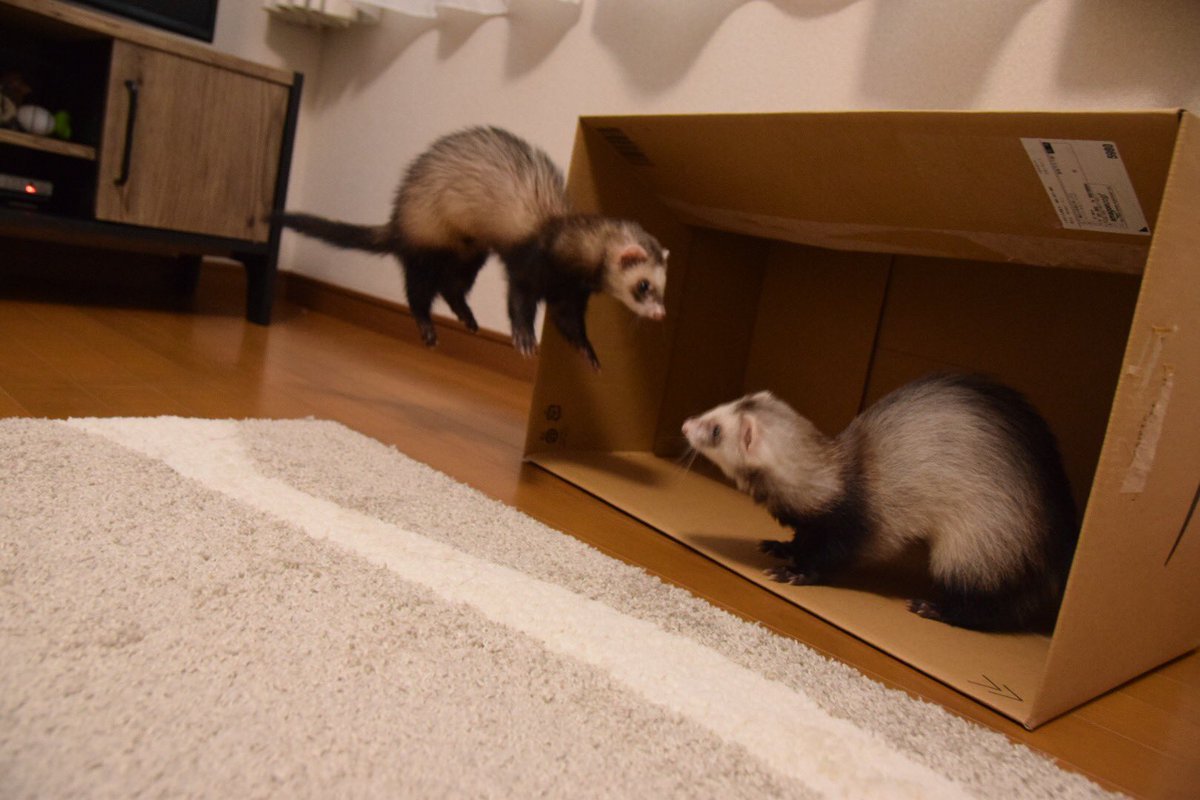 #何回でもポストしたくなるお気に入りの1枚を見せて #ﾌｪﾚｯﾄ #ferret