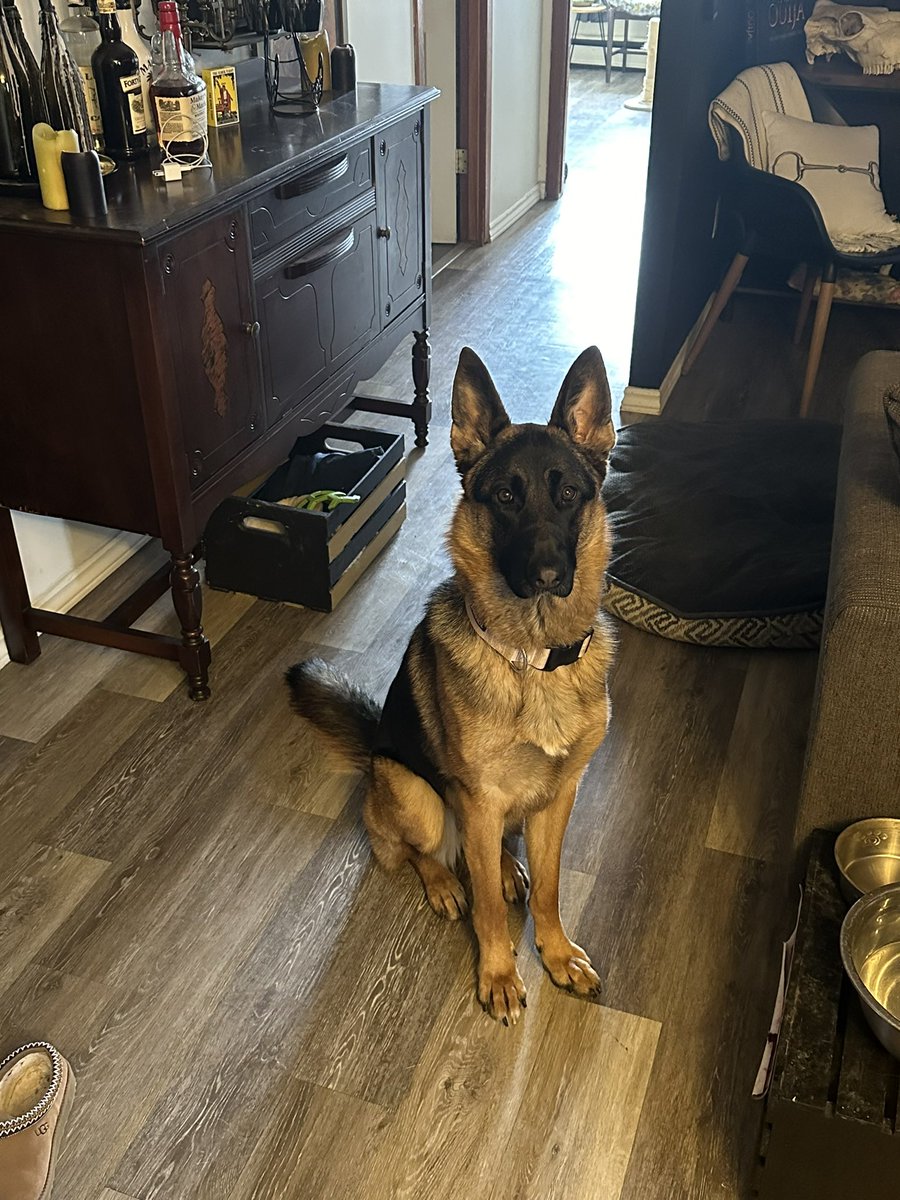 AndrewT21's tweet photo. Zara waiting for the show, on her 1st Birthday. #OPNation #OnPatrolLive #REELZ #opfirstshift #oplivenation @danabrams @CurtisWilson275 @Sean_C_Larkin #oplive #GermanShepherd https://t.co/V99zAeU6zy