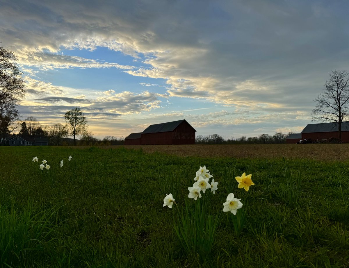 Spring evening over the tobacco sheds in South Glastonbury.

#AprilSpringBlooms #Dontcallthembarns