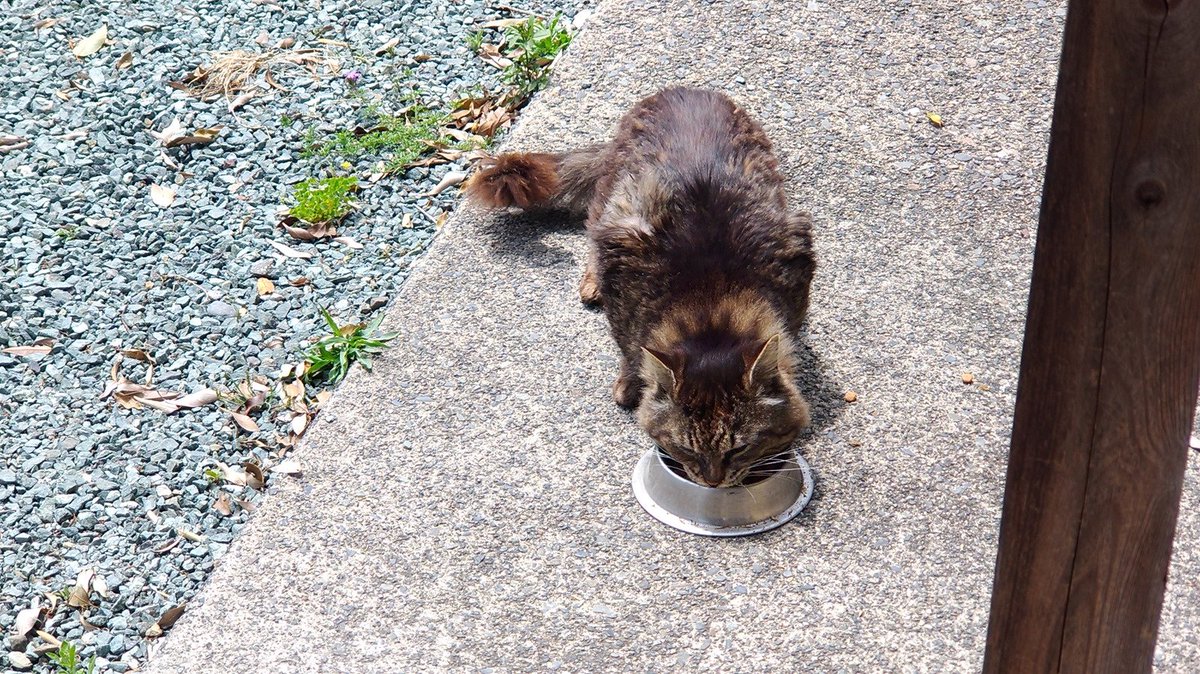 masa_zx's tweet image. ／
✅4月21日の想い出
＼
📅2019年4月21日
凶暴な猫もならせば多少は大人しくなる😺

久々のクロ！！：19.04.21 blog.ezic.info/11539.html

#過去を振り返る