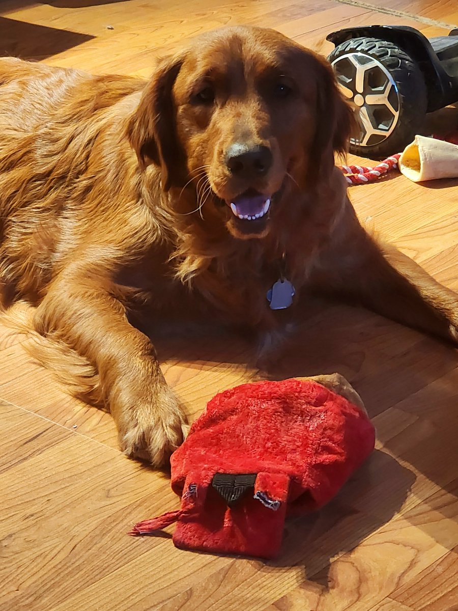 Yes, I'm mid-pant. Why? Because I can't get this darn squeaky out of the toy! It's very frustrating. #dogsoftwitter #goldenretriever