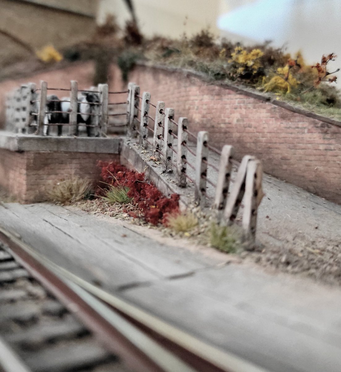 Layout Tour, Day 6: Stepping back you can see the ramp for the cattle dock. A few of the weeds have turned browny-red as the days of autumn get shorter.
.
#00gauge #oogauge #4mmscale #176scale #modelrailway #modelrailroad #modeltrains #TMRGUK #modelisme #modelbahn #hoscale
