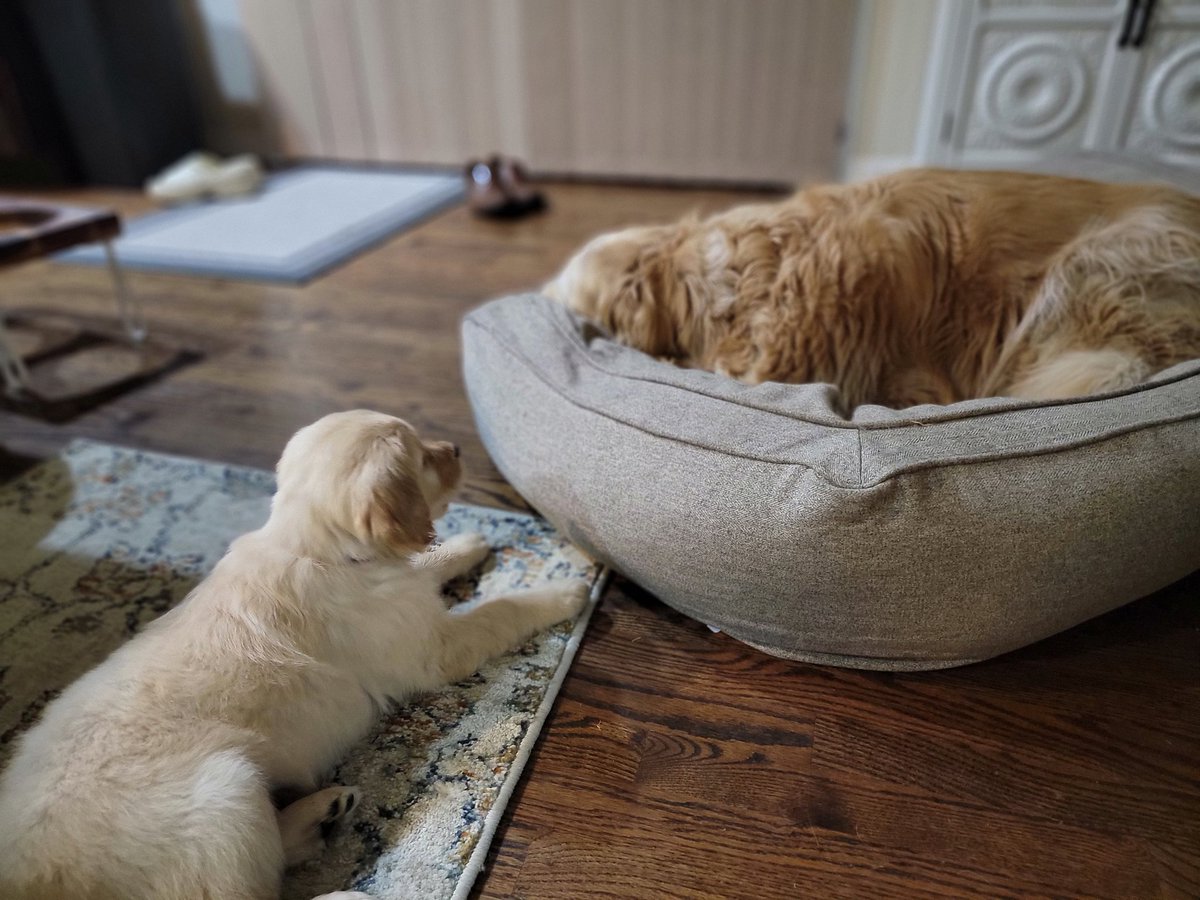 kerbsie's tweet photo. Sweet baby Leia just came home. Her sisters are not thrilled. #dogsoftwitter #puppy #puppylove #firstdayhome #rejection #3goldens #BestChoiceEver https://t.co/jJeqRuMlUO